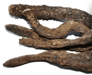 Cistanche-Deserticola-Extract-Root-powder