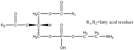 How does Phosphatidylethanolamine work