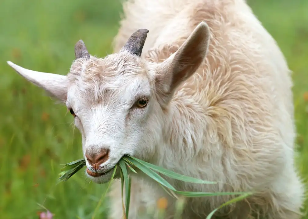 Horny Goat Weed Extract Epimedium