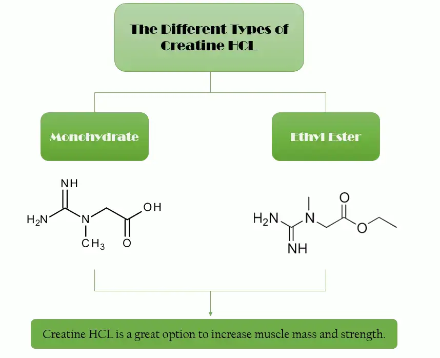 Different Types of Creatine HCL