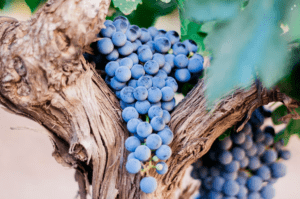 grape seed extract nutriavenue
