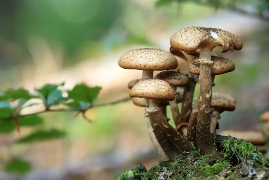functional mushrooms ingredients
