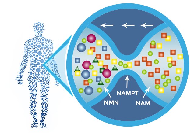 NMN in human body