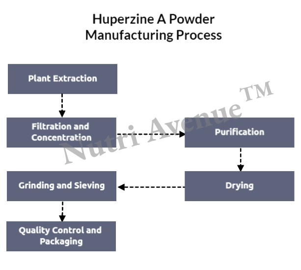 Huperzine A powder manufacturing process