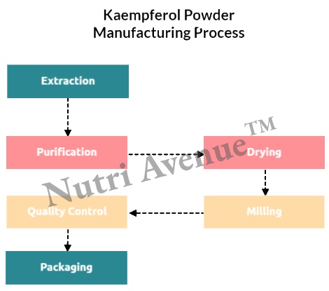 kaempferol powder manufacturing process
