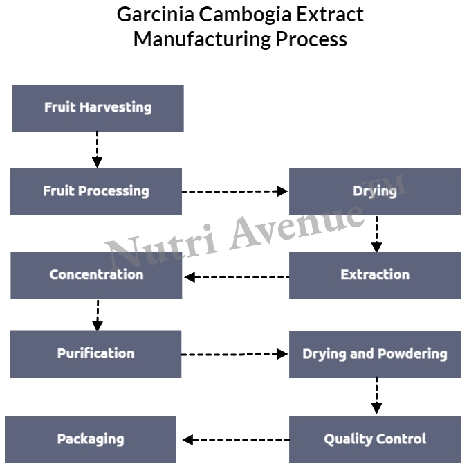 Garcinia cambogia powder manufacturing process