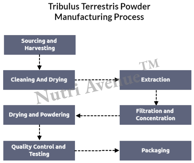 Tribulus Terrestris powder manufacturing process
