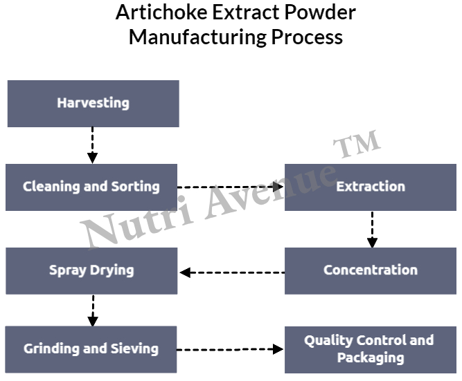 artichoke powder extract manufacturing process