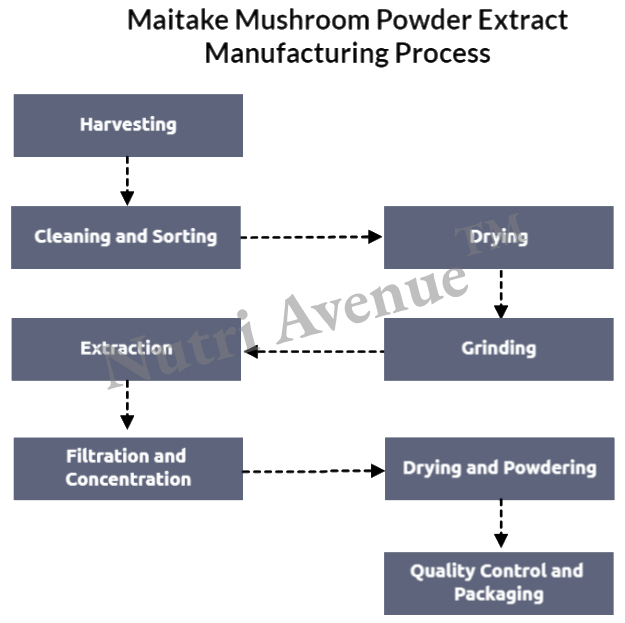 Maitake mushroom powder manufacturing process