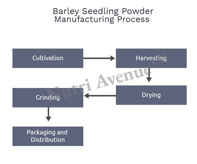 barley seedling powder manufacturing process