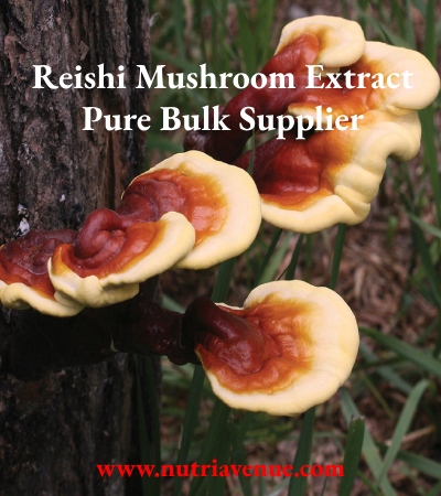 reishi mushroom extract