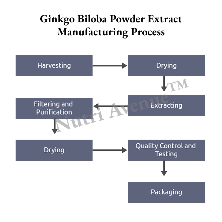 Ginkgo Biloba Extract maufacturing process