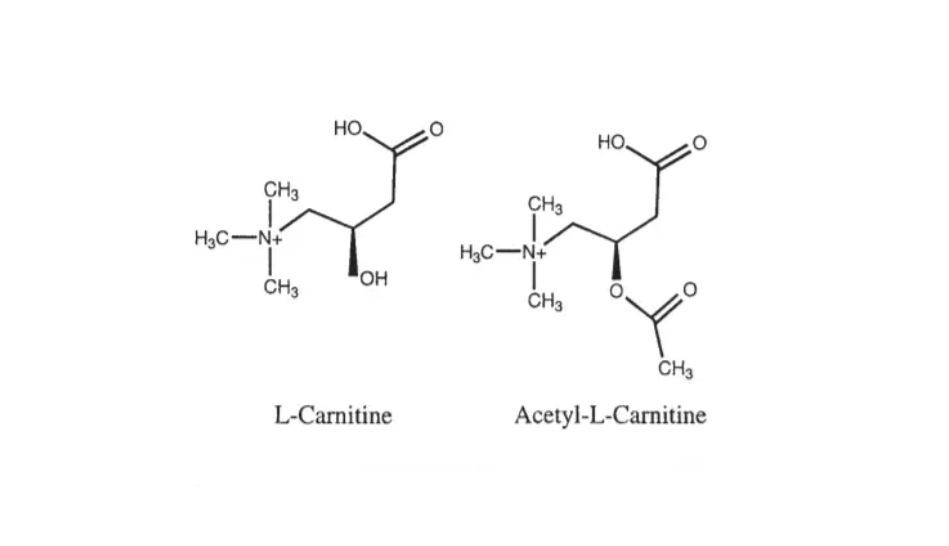 Acetyl L Carnitine VS L Carnitine