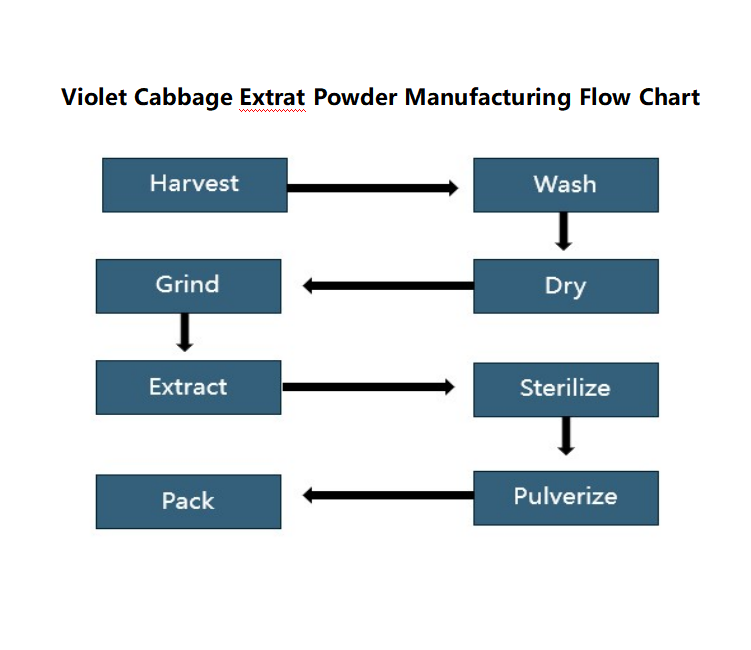 Violet Cabbage Extrat Powder Manufacturing Flow Chart