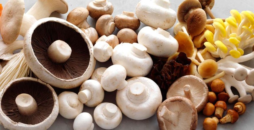Mushroom ingredients supplier