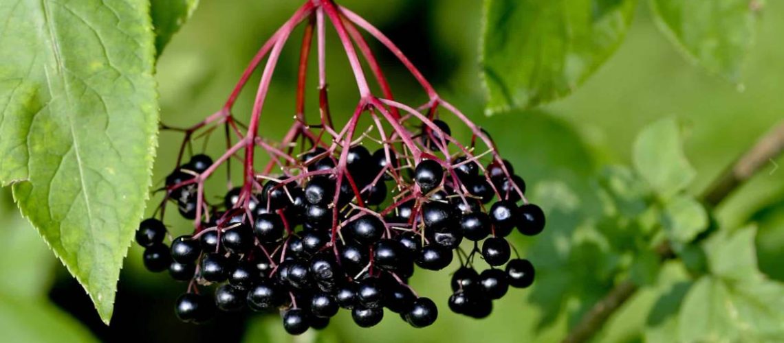 elderberry extract powder recommended